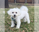 Small #3 Maltese