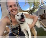 Small #1 Jack Russell Terrier Mix
