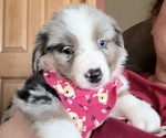Puppy Puppy 3 Miniature American Shepherd