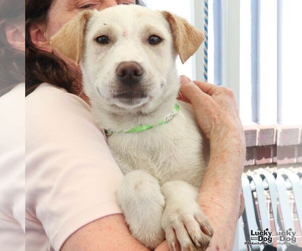 Medium Photo #5 Australian Shepherd-Unknown Mix Puppy For Sale in Washington, DC, USA