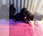 Small #8 German Shepherd Dog