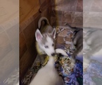 Small Photo #7 Siberian Husky Puppy For Sale in BELOIT, WI, USA