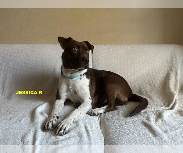 Medium Photo #2 Pointer-Unknown Mix Puppy For Sale in Woodland Hills, CA, USA