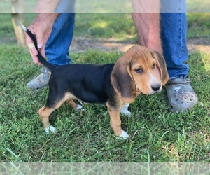 Beagle Puppy for sale in BOWLING GREEN, KY, USA