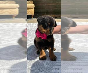 Rottweiler Puppy for sale in Morecambe, Lancashire (England), United Kingdom