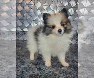 Pomeranian Puppy for sale in GOSHEN, IN, USA
