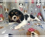 Small #7 Cavalier King Charles Spaniel