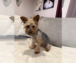 Small Photo #1 Yorkshire Terrier Puppy For Sale in HAMMOND, IN, USA