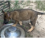 Small #8 German Shepherd Dog