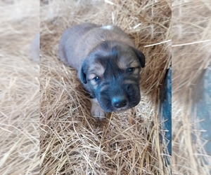 Newfoundland-Saint Bernard Mix Puppy for sale in COLVILLE, WA, USA