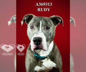Mutt Dogs for adoption in Stockton, CA, USA