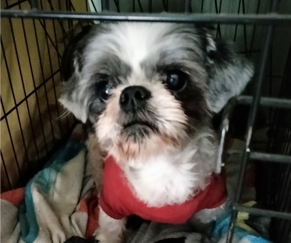 Medium Photo #5 Shih Tzu Puppy For Sale in SAINT CHARLES, MO, USA