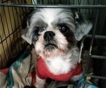 Small #4 Shih Tzu
