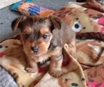Puppy Boy Yorkshire Terrier