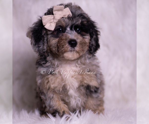 Medium Photo #21 Poodle (Miniature) Puppy For Sale in WARSAW, IN, USA