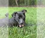 Small #4 Mutt