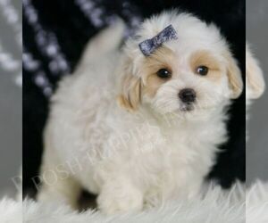 Maltipoo Puppy for sale in WARSAW, IN, USA