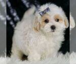 Small Maltipoo