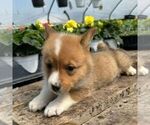 Small Photo #2 Pembroke Welsh Corgi Puppy For Sale in ROCKVILLE, IN, USA
