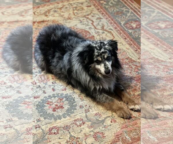 Medium Photo #6 Australian Shepherd Puppy For Sale in Lakemont, GA, USA