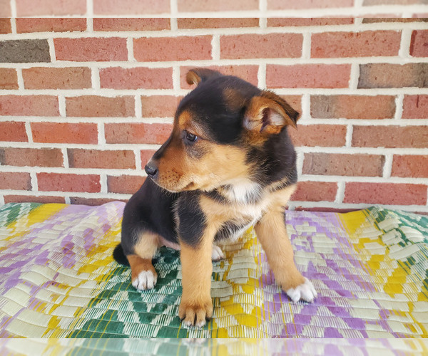 Medium Photo #6 English Shepherd-German Shepherd Dog Mix Puppy For Sale in ETNA GREEN, IN, USA
