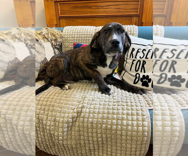 Medium Photo #3 Mutt Puppy For Sale in Osgood, IN, USA