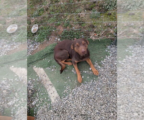 Medium Photo #3 Mutt Puppy For Sale in garner, NC, USA