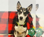 Small Siberian Husky Mix