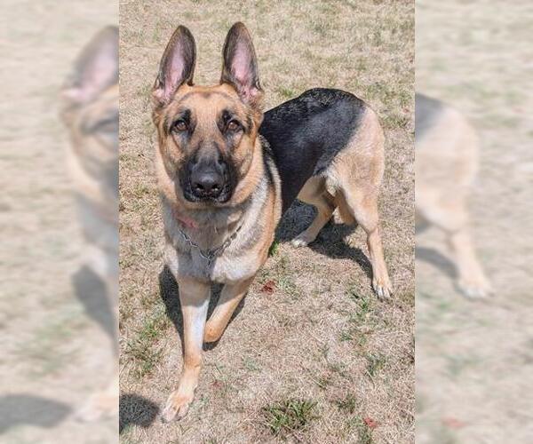 Medium Photo #1 German Shepherd Dog Puppy For Sale in Akron, OH, USA