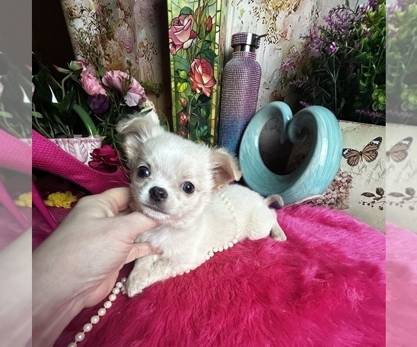 Medium Photo #1 Chihuahua Puppy For Sale in TRACY, CA, USA