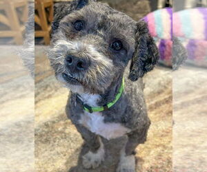 Poodle (Miniature)-Unknown Mix Dogs for adoption in Corona, CA, USA