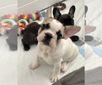 Puppy 4 French Bulldog