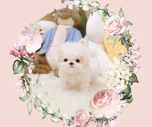 Maltese Puppy for sale in Seoul, Seoul, Korea, South