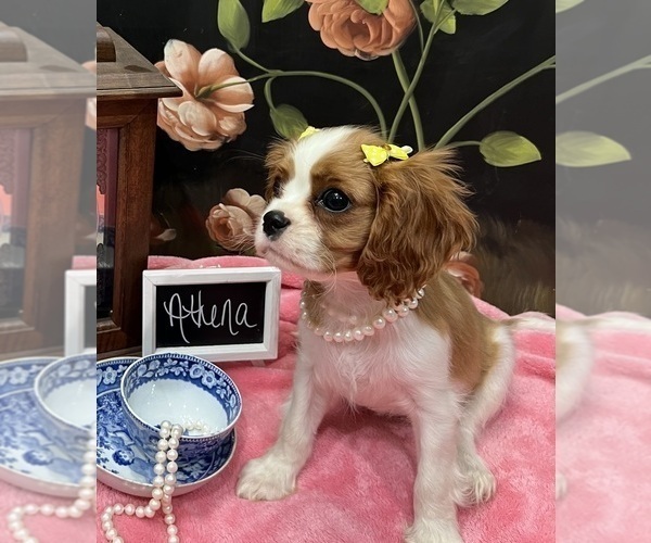 Medium Photo #5 Cavalier King Charles Spaniel Puppy For Sale in ABILENE, TX, USA