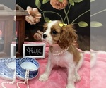 Small #4 Cavalier King Charles Spaniel