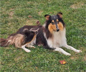 Mother of the Collie puppies born on 07/09/2025