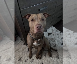 Father of the American Bandogge mastiff puppies born on 10/12/2025