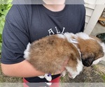 Small Photo #3 Saint Bernard Puppy For Sale in SAVANNAH, MO, USA