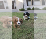 Small Photo #3 Cavalier King Charles Spaniel Puppy For Sale in TYRONE, GA, USA