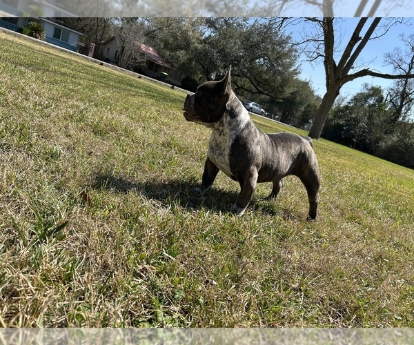 Medium Photo #2 American Bully Puppy For Sale in HOUSTON, TX, USA