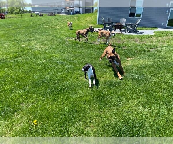 Medium Photo #6 Boxer Puppy For Sale in Burnsville, MN, USA