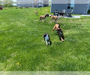 Tyson - ADOPTION PENDING!! - Male Boxer Dog for Adoption - Photo #6