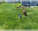 Small #5 Boxer