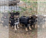 Small Photo #10 German Shepherd Dog Puppy For Sale in HEDGESVILLE, WV, USA