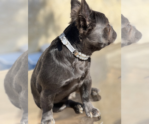 Medium Photo #7 French Bulldog Puppy For Sale in CHULA VISTA, CA, USA