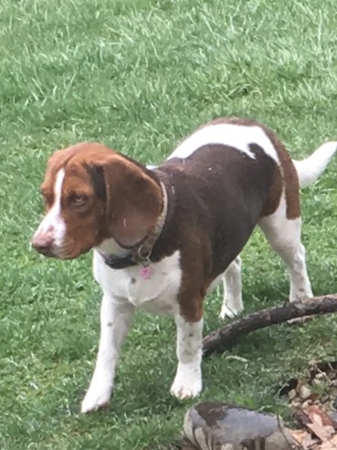 Medium Photo #1 Beagle Puppy For Sale in PINCKNEY, MI, USA