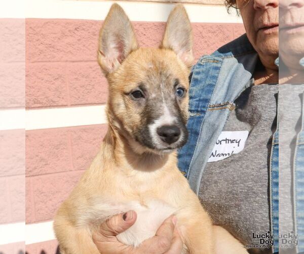 Medium Photo #4 Chihuahua-Unknown Mix Puppy For Sale in Washington, DC, USA