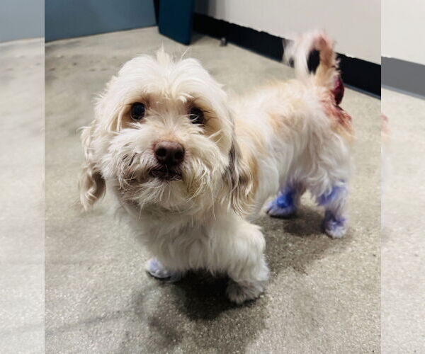 Medium Photo #1 Maltese Puppy For Sale in Marina Del Rey, CA, USA