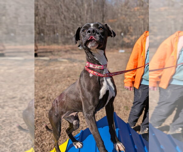 Medium Photo #8 Labrador Retriever Puppy For Sale in garner, NC, USA