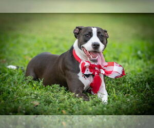American Staffordshire Terrier Dogs for adoption in miami, FL, USA